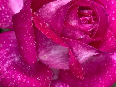 Rose in Water · Free Stock Photo