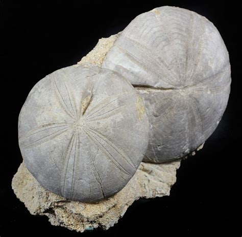 Echinoderm Fossils For Sale - FossilEra.com