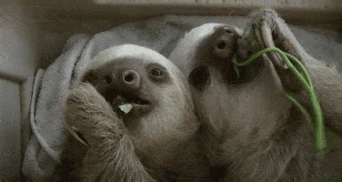 Sloth Birthday GIFs - Find & Share on GIPHY