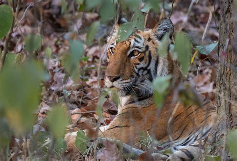 jim corbett national park, India