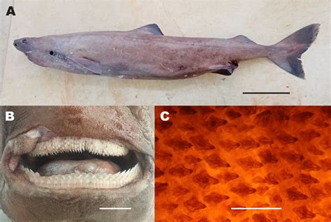 Pacific Sleeper Shark Teeth