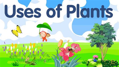 Uses of Plants for kids | Plants and their uses | Plants uses - YouTube