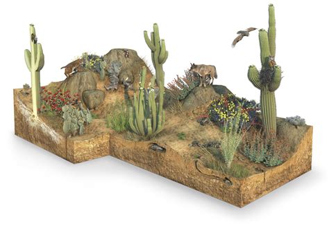 American Deserts | Desert Habitats | DK Find Out