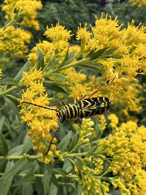 Closing in on 1,000 species observed on campus! – Newsroom