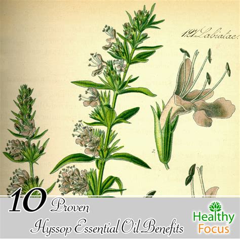 11 Science Backed Hyssop Essential Oil Benefits - Healthy Focus