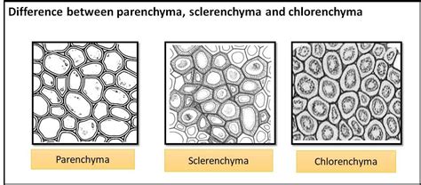 Draw The Labelled Diagram Collenchyma Transverse And Longitudinal Se | The Best Porn Website