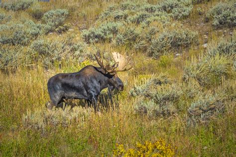 Beautiful Bull Moose Magnificent Antlers Grand Teton Natio… | Flickr