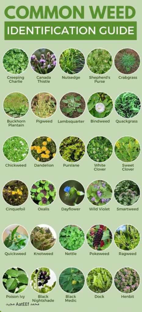 Common Weed Identification Guide - Forestrypedia