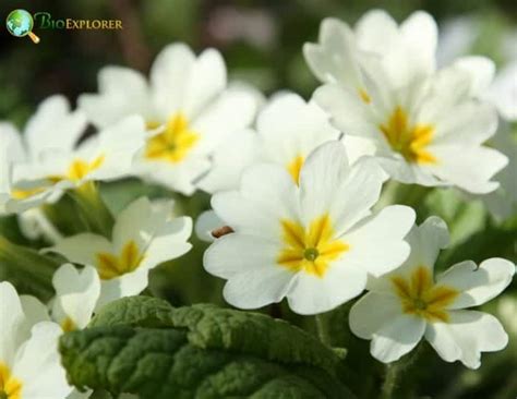 Order Ericales Characteristics | Heathers and Primrose Flowers