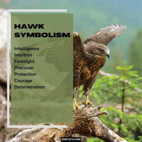 Hawk Symbolism: Culture, Dreams, Omens (Full Guide)