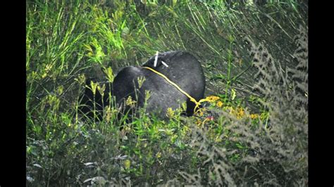 Himalayan black bear shot dead by Uttarakhand forest officials in self ...