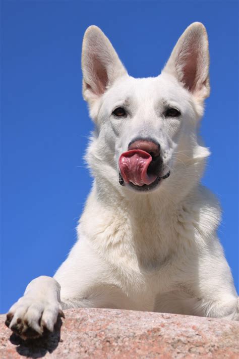 White German Shepherd Dog (Amazing Facts) | PetShoper