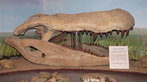 Giant Eocene Alligator (Purussaurus brasiliensis) | Canon SX… | Chante Etan | Flickr