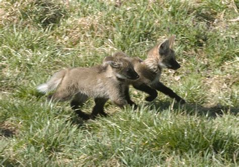 The Maned Wolf (Chrysocyon brachyurus) is the largest canid of South America, resembling a large ...