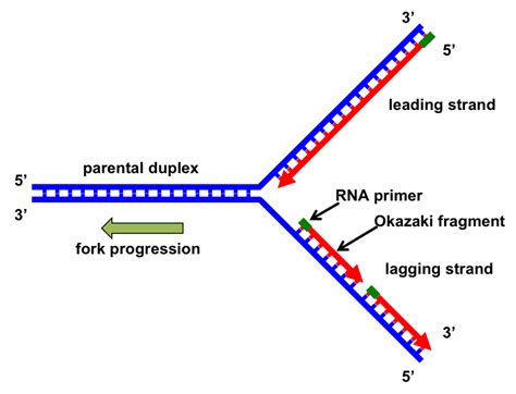 Dna Replication Diagram Labeled