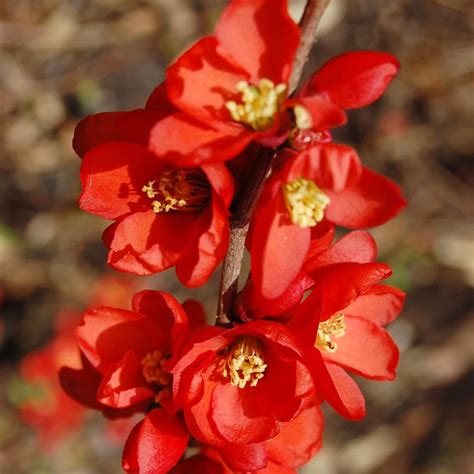 Flowering Quince chaenomeles Cuttings, 6-8 Inches Long, USDA Growing Zones 5-9 - Etsy