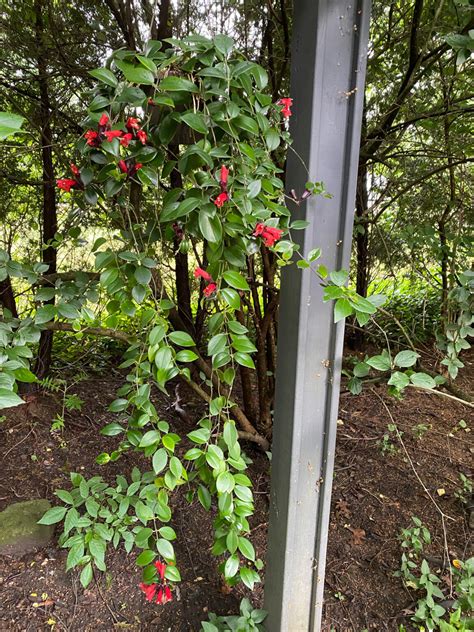 Lipstick Plant Propagation: 2 Simple & Effective Methods