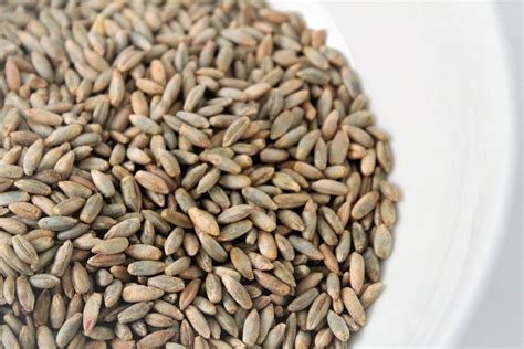 Back to Basics: How to Cook Rye Berries – Organicgrains.com