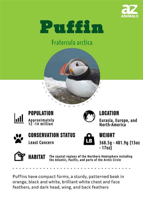 Puffin - A-Z Animals