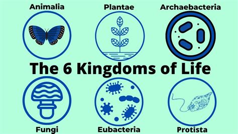 Basic Taxonomy-6 Kingdoms of Life-Classification - YouTube