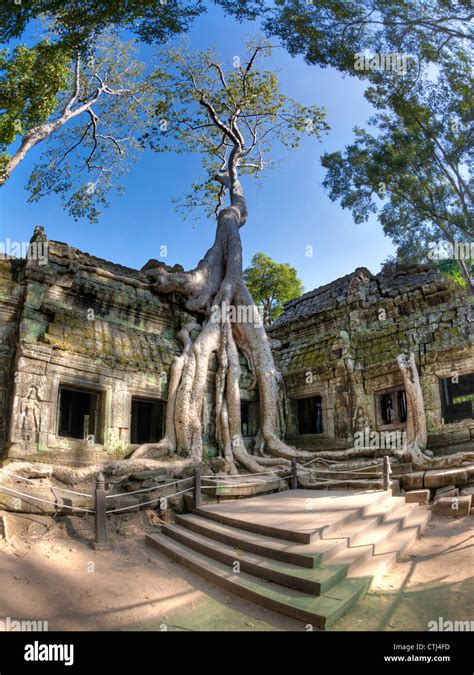 Ta Prohm temple, Cambodia Stock Photo - Alamy