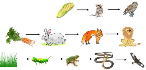 Food chain examples of animals | Animal Big