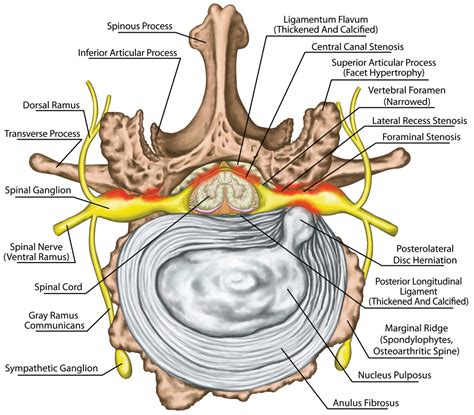 How Wide Is The Central Canal? Exploring Spinal Anatomy