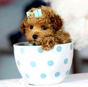 Teacup Cockapoo