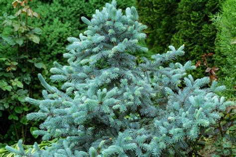 Blue spruce: profile, planting & care - Plantura