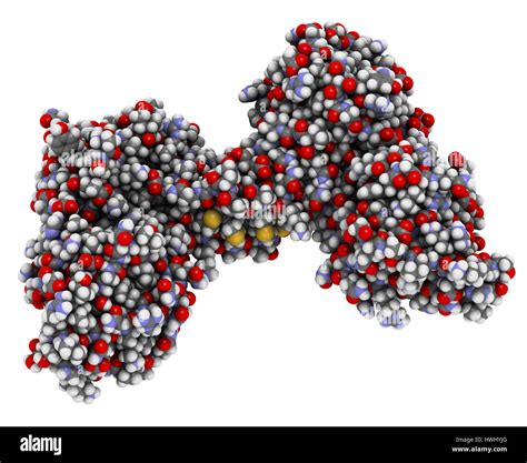 Dystrophin muscle protein domain (N-terminal actin binding domain ...