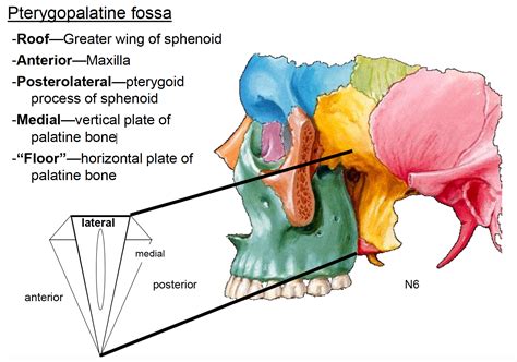 Anatomy G63 Pterygopalatine fossa (Anatomy Unit 8) Flashcards ... | Anatomía médica, Anatomia ...