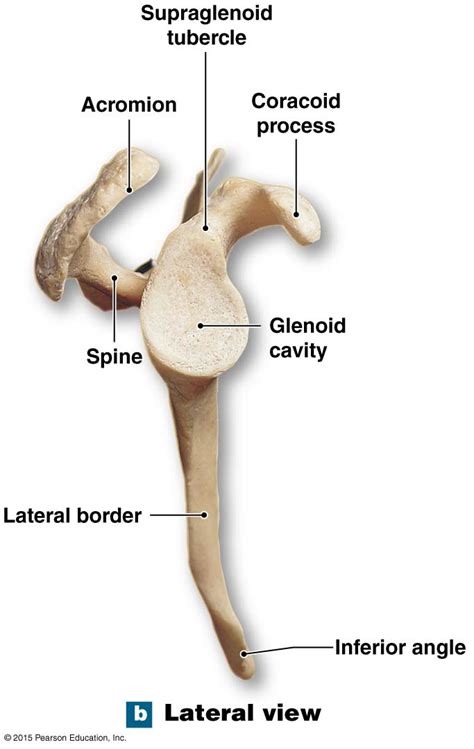 The lateral view of the right scapula. | Medical anatomy, Human anatomy and physiology, Anatomy ...