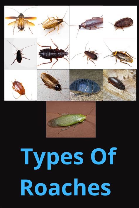 15 Types Of Roaches With Pictures: A Complete Identification Guide 2021 | Window well, Roaches, Type