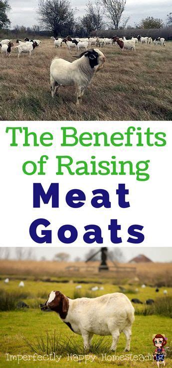 5 Benefits of Raising Meat Goats - the Imperfectly Happy home | Raising farm animals, Goats ...