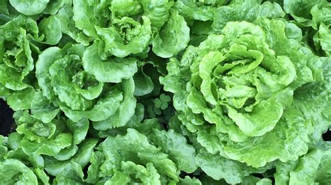 Free Images : food, salad, green, produce, fresh, lettuce, vitamins, ye ...