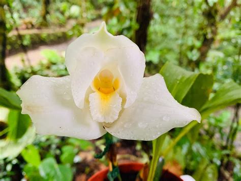 La Monja Blanca Flor Nacional De Guatemala | Imperio Chapin