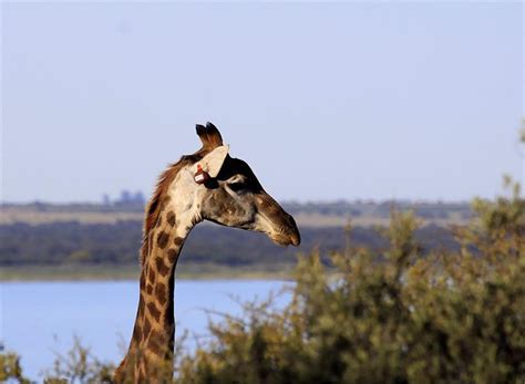 Giraffes: the long and the short of their survival as a species