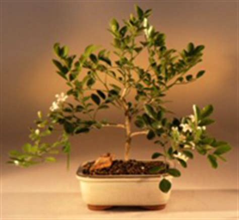 Orange Jasmine Bonsai Tree