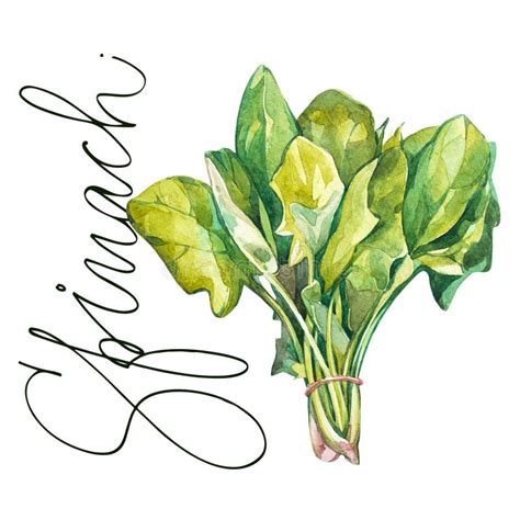 Botanical Drawing of a Spinach. Watercolor Beautiful Illustration of ...