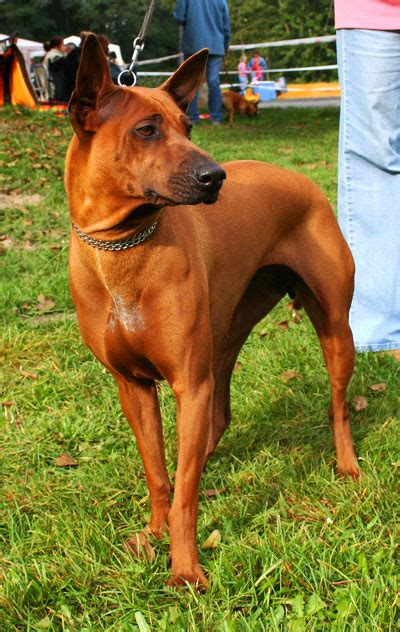 Thai Ridgeback Breed | Info | Characteristics | Facts