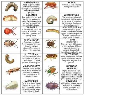 types of lawn pest - Accent Lawn Care Inc.