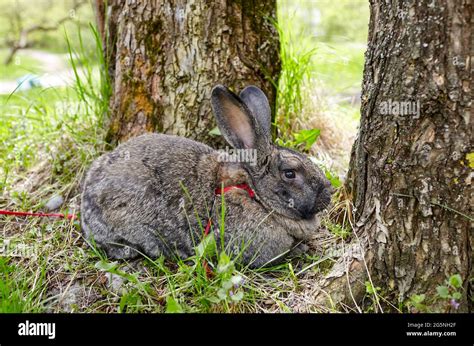 Big rabbit in forest. Lovely and lively bunny in nature Stock Photo - Alamy