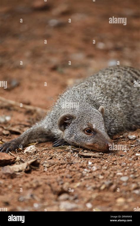 Meerkat habitat hi-res stock photography and images - Alamy