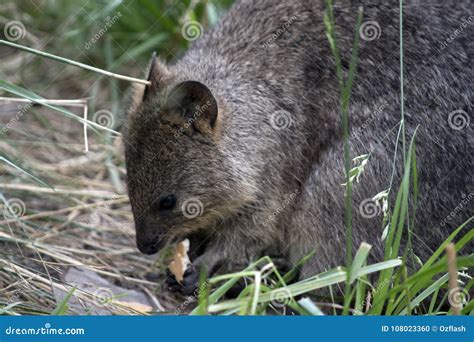 Quokka is eating stock photo. Image of paws, australia - 108023360