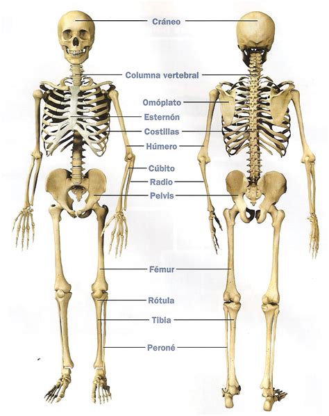 Nombre de los huesos del cuerpo humano - Imagui