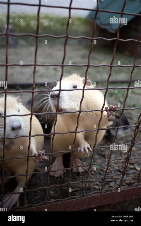 Webbed feet otter hi-res stock photography and images - Alamy