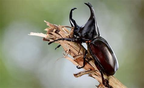 Different Types of Beetles: Scientific Facts & Identifications