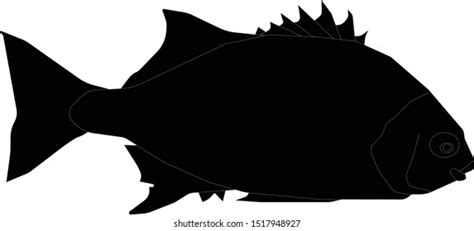 Galjoen Fish Isolated On White Background Stock Vector (Royalty Free) 1517948927 | Shutterstock