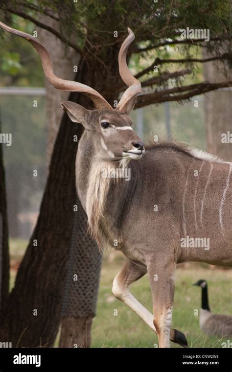 Antelope Antlers Horns Kudu Stock Photo - Alamy