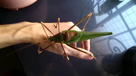 Macrolyristes malaysian giant katydid - YouTube